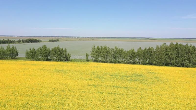 Résolution de la vue aérienne des drones Champ de fleurs de colza jaune sur fond de nuages bleus