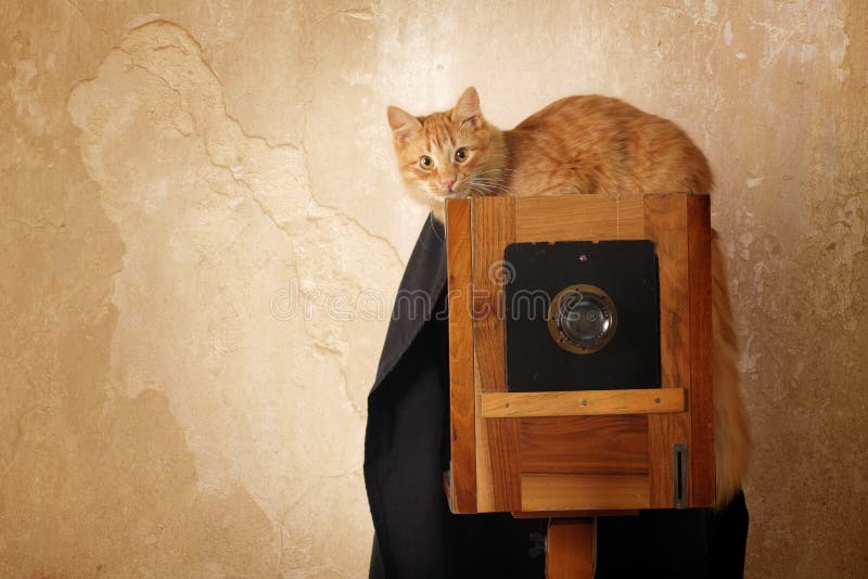 Rétro photographe de chat avec l'appareil-photo de cru images libres de droits Rétro photographe de chat avec l'appareil-photo de cru images libres de droits