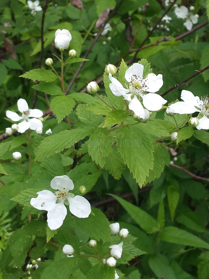 Rêve d'été de Blackberry images libres de droits Rêve d'été de Blackberry images libres de droits