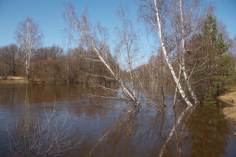 Río forestal fotografía de archivo libre de regalías