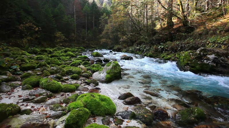 Río frío fresco de la montaña con el sonido de la naturaleza