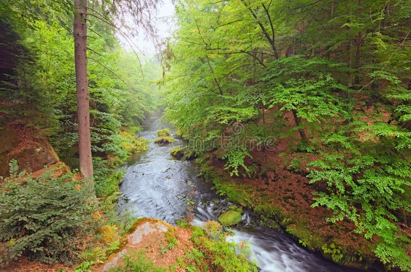 Río hermoso de Kamenice por mañana de niebla del verano del bosque verde Parque nacional bohemio de Suiza fotografía de archivo Río hermoso de Kamenice por mañana de niebla del verano del bosque verde Parque nacional bohemio de Suiza fotografía de archivo