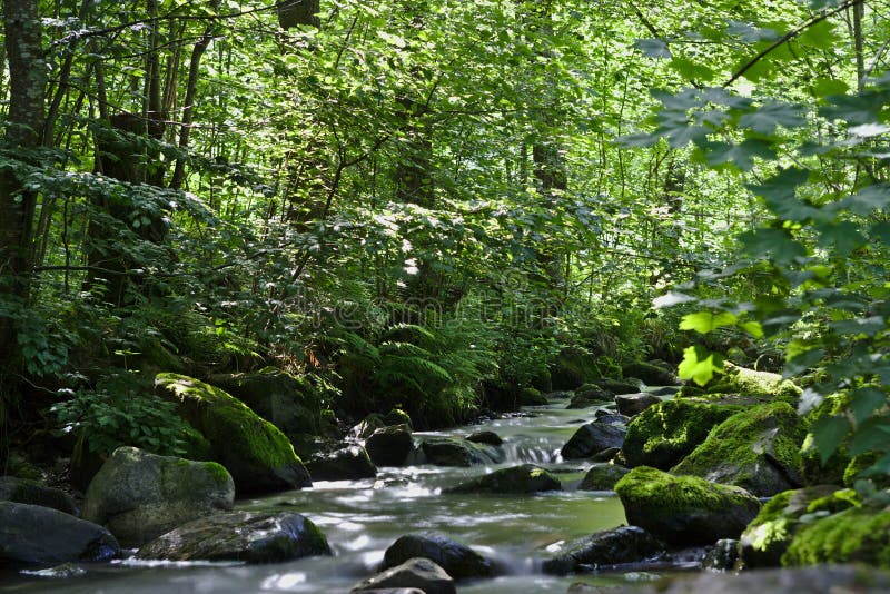 Río salvaje en el bosque del Ravennaschlucht imágenes de archivo libres de regalías Río salvaje en el bosque del Ravennaschlucht imágenes de archivo libres de regalías