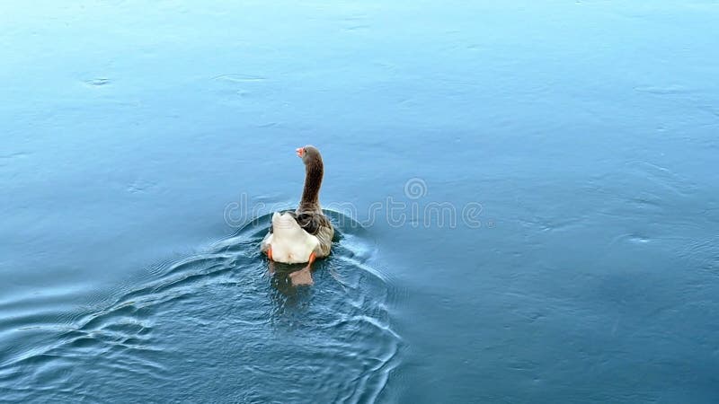 Río trasero de la natación del pato o del ganso de la visión almacen de video