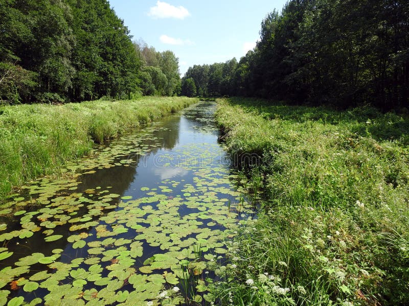 Río Vorycia, plantas verdes y cielo azul, Lituania imagen de archivo libre de regalías Río Vorycia, plantas verdes y cielo azul, Lituania imagen de archivo libre de regalías