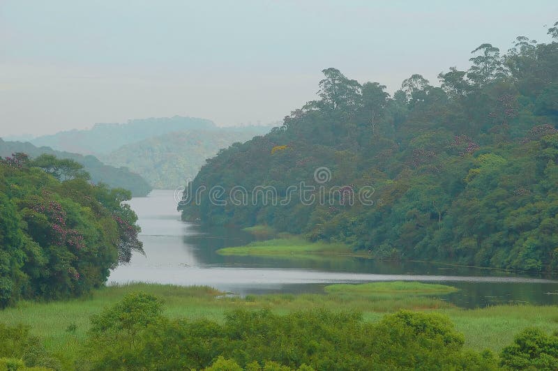 Río y bosque fotografía de archivo Río y bosque fotografía de archivo