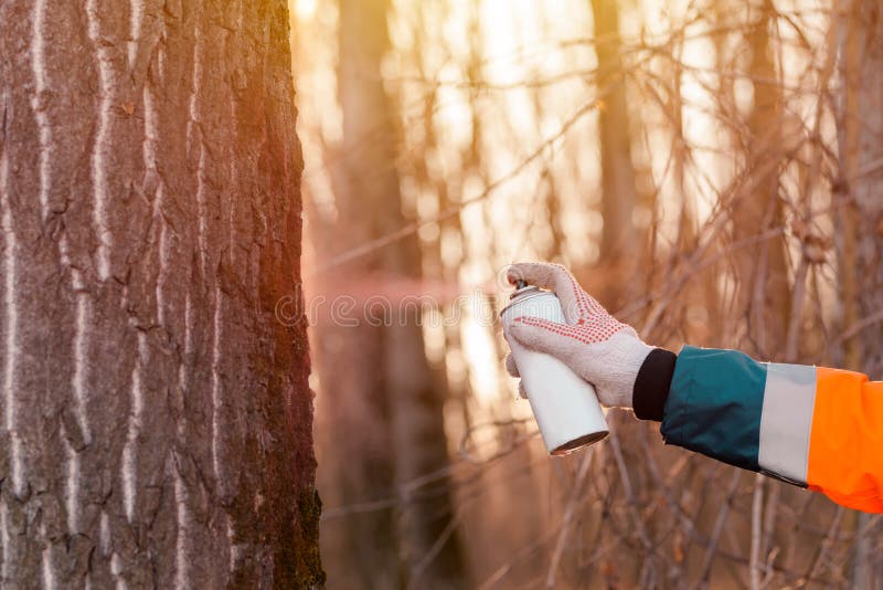 Forestry technician labeling tree trunk for cutting in deforestation process, forester spray painting woods with aerosol can paint. Forestry technician labeling tree trunk for cutting in deforestation process, forester spray painting woods with aerosol can paint