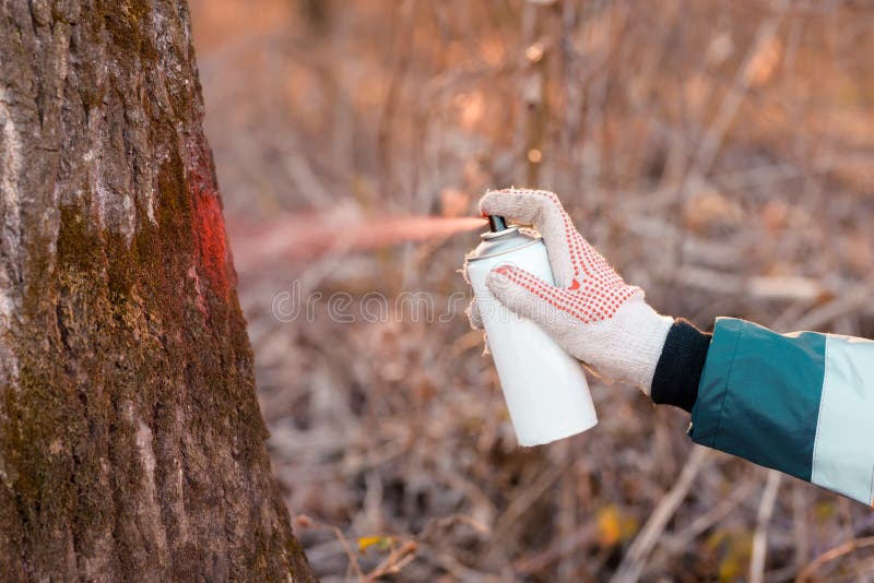 Forestry technician labeling tree trunk for cutting in deforestation process, forester spray painting woods with aerosol can paint. Forestry technician labeling tree trunk for cutting in deforestation process, forester spray painting woods with aerosol can paint