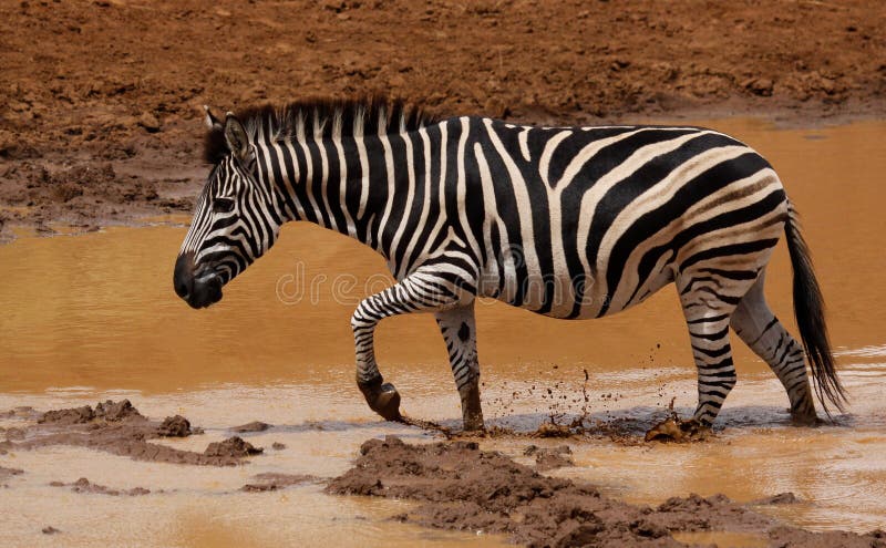 Równiny zebry Equus kwaga przy waterhole obraz royalty free Równiny zebry Equus kwaga przy waterhole obraz royalty free