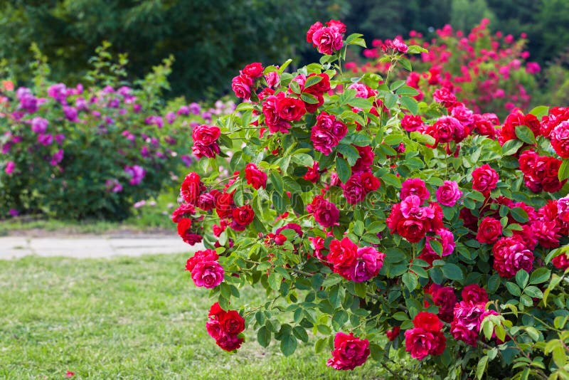 Róża krzak na ogródzie