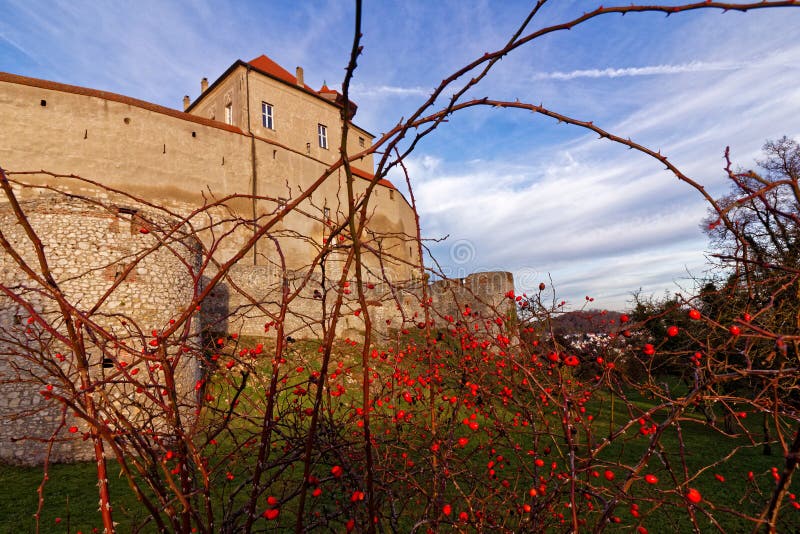 A prickly shrub in front of a completely preserved medieval castle in Germany at a sunny day in fall. Like the scenery of the fairy-tale Little Briar Rose sleeping behind thick castle walls. A prickly shrub in front of a completely preserved medieval castle in Germany at a sunny day in fall. Like the scenery of the fairy-tale Little Briar Rose sleeping behind thick castle walls.