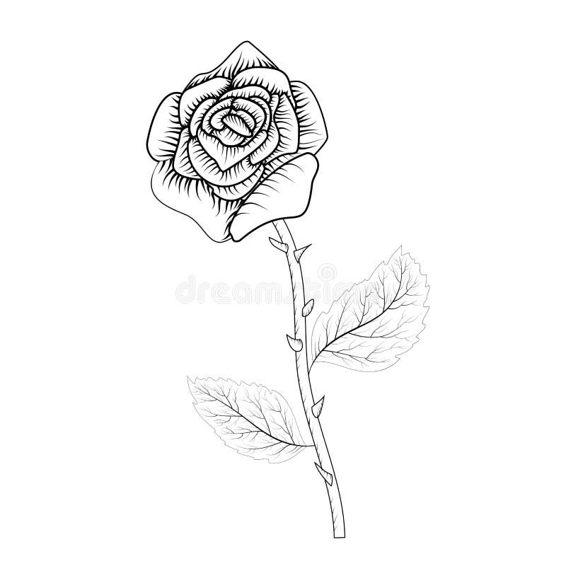 Róża rysunkowa do dekoracji Piękna róża, świetny projekt do wszelkich celów Symbol prezentu Element Tattoo ilustracji