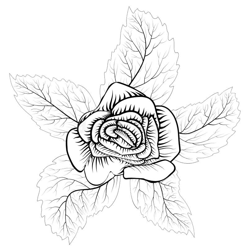 Róża rysunkowa do dekoracji Piękna róża, świetny projekt do wszelkich celów Symbol prezentu Element Tattoo ilustracji