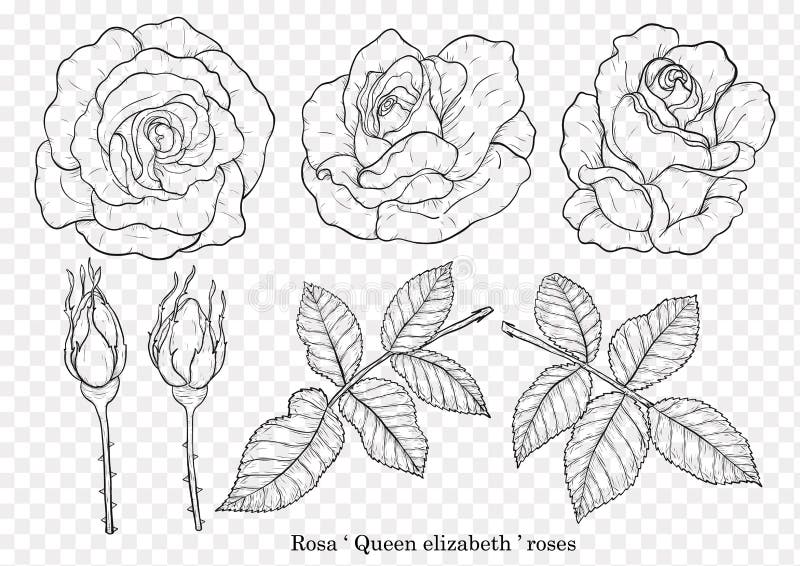 Różany wektorowy ustawiający ręka rysunkiem royalty ilustracja Różany wektorowy ustawiający ręka rysunkiem royalty ilustracja