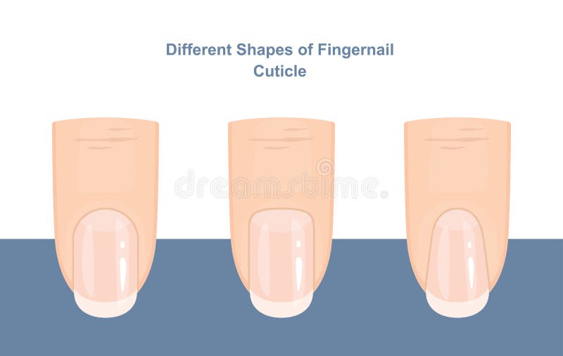 Różne kształty obcęgów paznokci Przewodnik po manicure Wektor