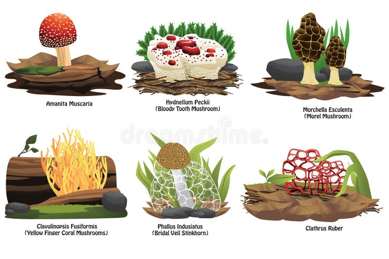 Różni typ pieczarka ilustracji