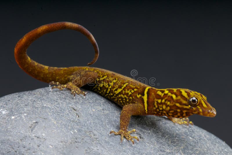 One of the biggest members of this gecko family. The diurnal, colorful Variegated gecko from Trinidad and Tobago and northern Venezuela. One of the biggest members of this gecko family. The diurnal, colorful Variegated gecko from Trinidad and Tobago and northern Venezuela.