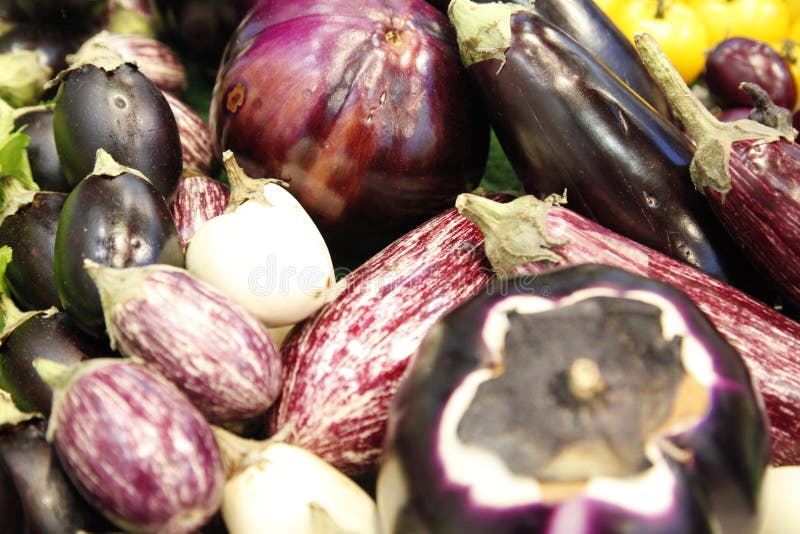 Różny aubergine obrazy stock