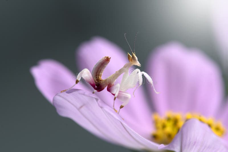 Różowa orchidea mantis w tajlandii i południowej astazji. zdjęcie stock