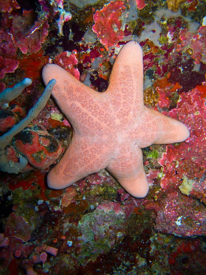 A pink starfish in the ocean. A pink starfish in the ocean.