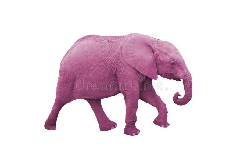 różowe słonie