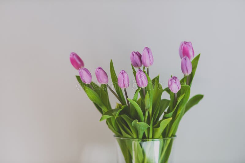 różowe tulipany świeże zdjęcie royalty free różowe tulipany świeże zdjęcie royalty free