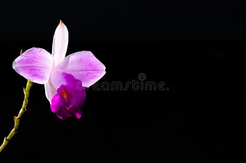 Różowego koloru Arundina bambusowy storczykowy graminifolia jest orchideą z trzciniastymi trzonami odizolowywającymi na ciemnym t obrazy royalty free Różowego koloru Arundina bambusowy storczykowy graminifolia jest orchideą z trzciniastymi trzonami odizolowywającymi na ciemnym t obrazy royalty free
