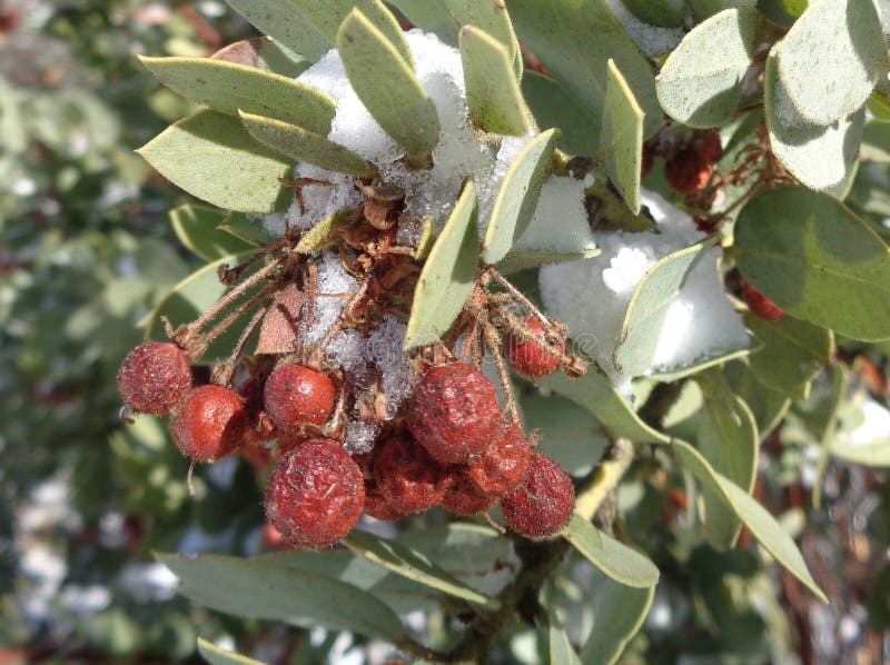 Różowego Manzanita Arctostaphylos Pringlei Śnieżni kryształy na gronie jagody fotografia stock Różowego Manzanita Arctostaphylos Pringlei Śnieżni kryształy na gronie jagody fotografia stock