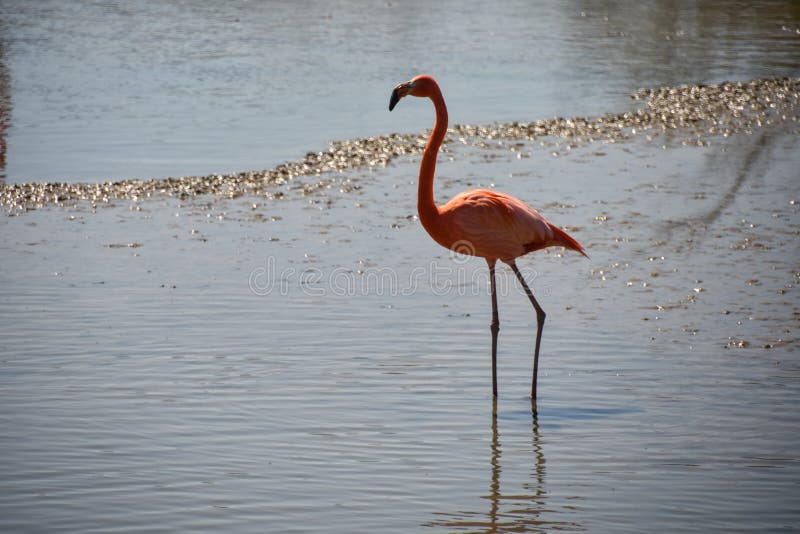 Różowi flamingi obrazy royalty free Różowi flamingi obrazy royalty free