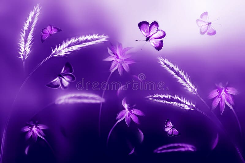 Różowi i purpurowi motyle przeciw tłu dzicy kwiaty w Artystyczny pozafioletowy naturalny wizerunek fotografia stock