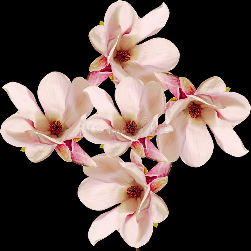 Różowi magnolii gałąź kwiaty, zamykają up, kwiecisty przygotowania, odizolowywający
