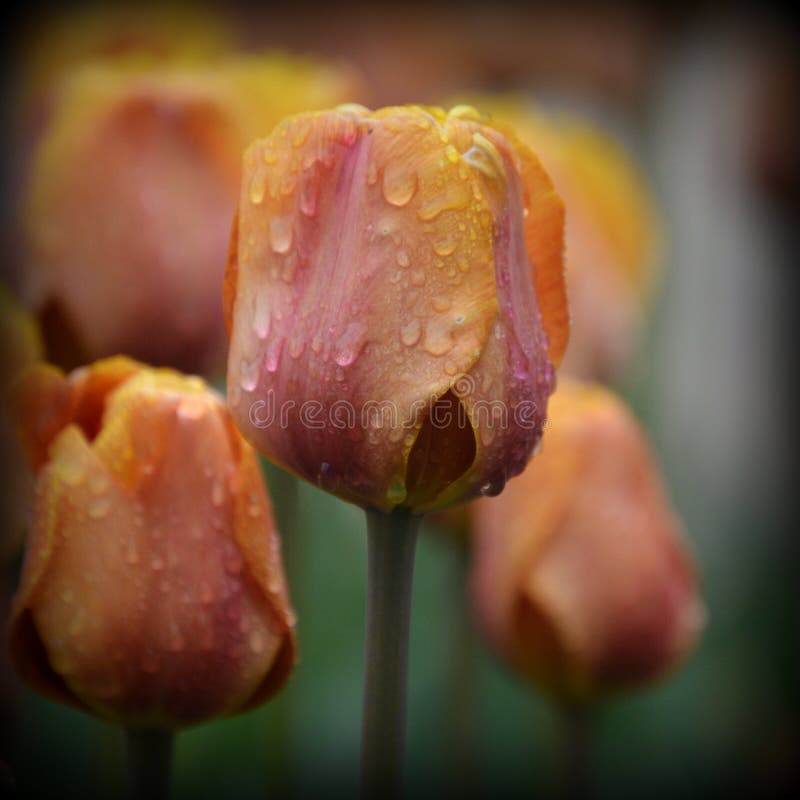 Różowi Pomarańczowi tulipanów Raindrops zdjęcia stock Różowi Pomarańczowi tulipanów Raindrops zdjęcia stock