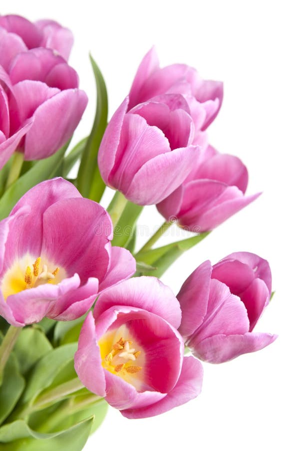 różowi tulipany zdjęcia royalty free różowi tulipany zdjęcia royalty free
