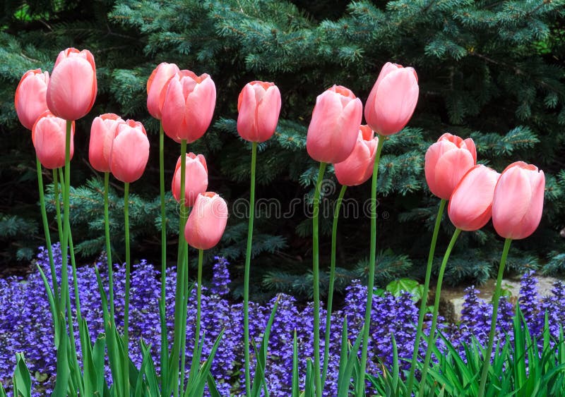 Różowi tulipany i Ajuga kwiaty