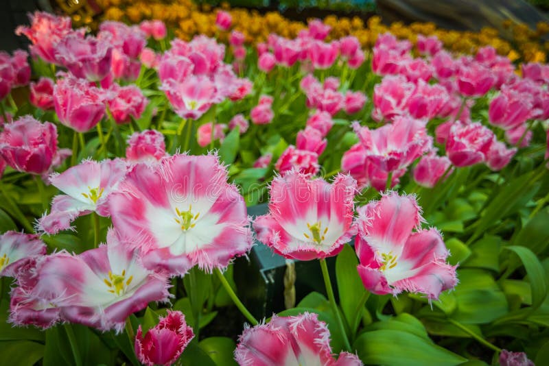 Różowi tulipany w ogródzie fotografia royalty free Różowi tulipany w ogródzie fotografia royalty free