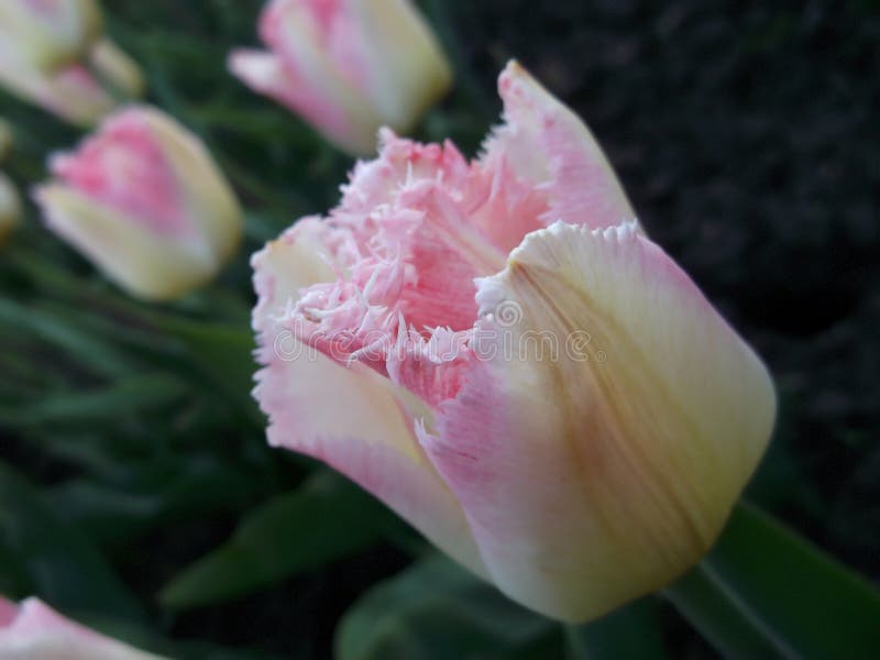 Różowożółty tulipan obraz stock Różowożółty tulipan obraz stock