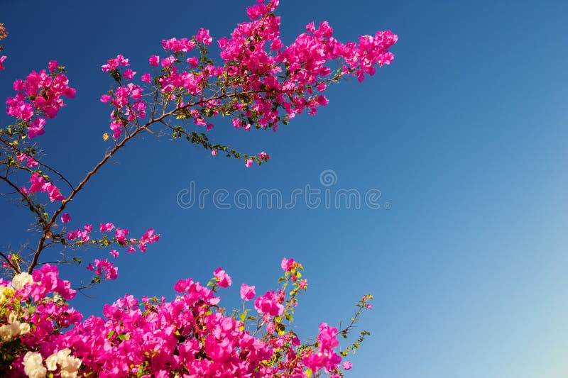Różowy bougainvillea kwiecenie rozgałęzia się na tle niebieskie niebo zdjęcie royalty free Różowy bougainvillea kwiecenie rozgałęzia się na tle niebieskie niebo zdjęcie royalty free