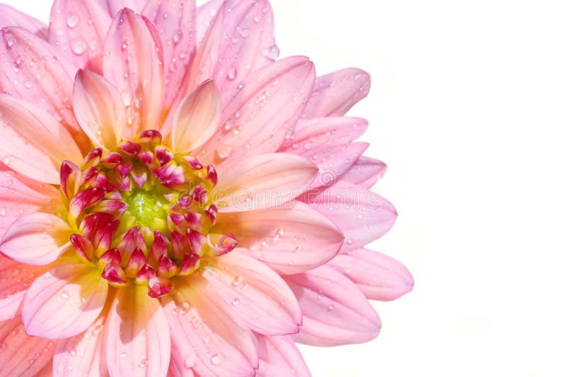 różowy kwiat dahlia fotografia stock różowy kwiat dahlia fotografia stock