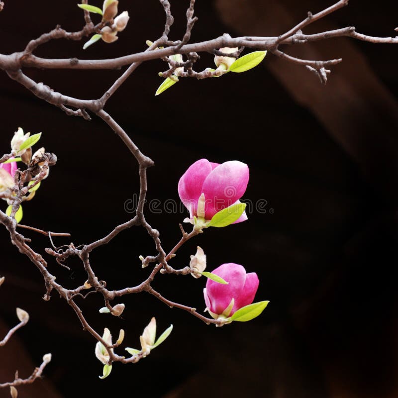 różowy kwiatu magnolii fotografia royalty free różowy kwiatu magnolii fotografia royalty free