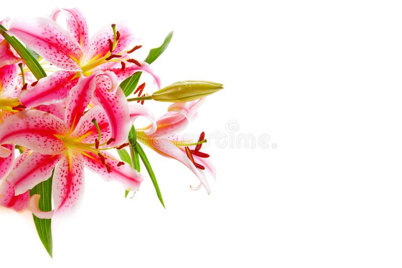 Pink lily bouquet isolated on white background.Birthday card. Pink lily bouquet isolated on white background.Birthday card.