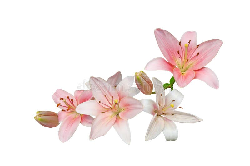 Pink lily flower bouquet isolated on white background. Pink lily flower bouquet isolated on white background