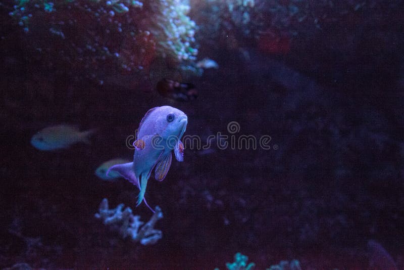 Różowy migacza wrasse Paracheilinus carpenteri zdjęcie royalty free Różowy migacza wrasse Paracheilinus carpenteri zdjęcie royalty free