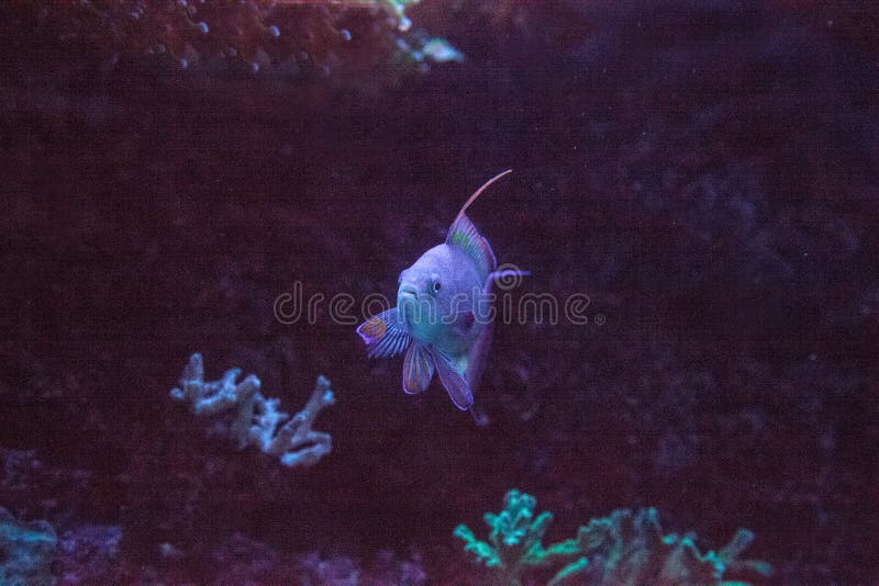 Różowy migacza wrasse Paracheilinus carpenteri fotografia stock Różowy migacza wrasse Paracheilinus carpenteri fotografia stock
