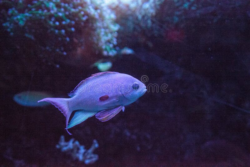 Różowy migacza wrasse Paracheilinus carpenteri zdjęcia stock Różowy migacza wrasse Paracheilinus carpenteri zdjęcia stock
