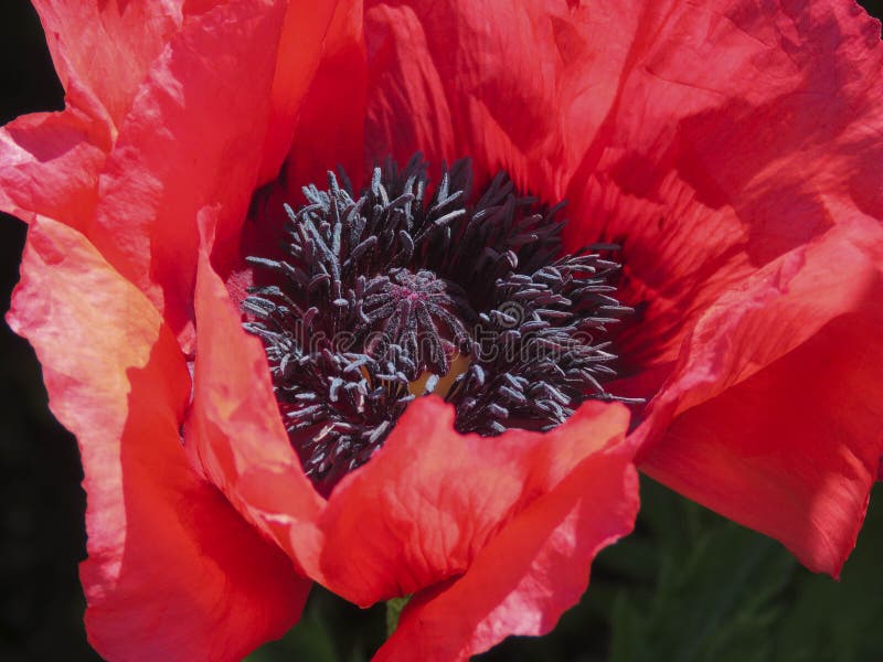 Różowy Orientalnego maczka papaver orientale zdjęcia stock Różowy Orientalnego maczka papaver orientale zdjęcia stock