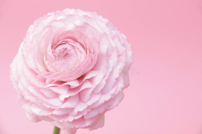Różowy ranunculus kwiat obrazy stock Różowy ranunculus kwiat obrazy stock