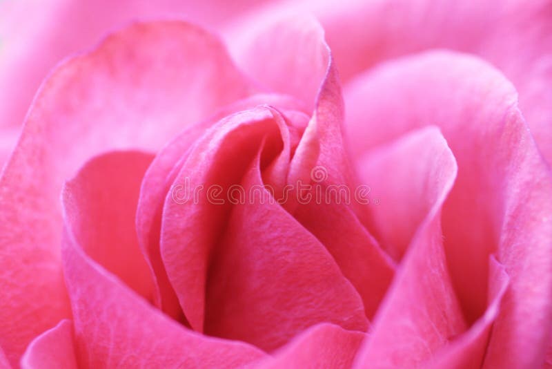 Różową różę
