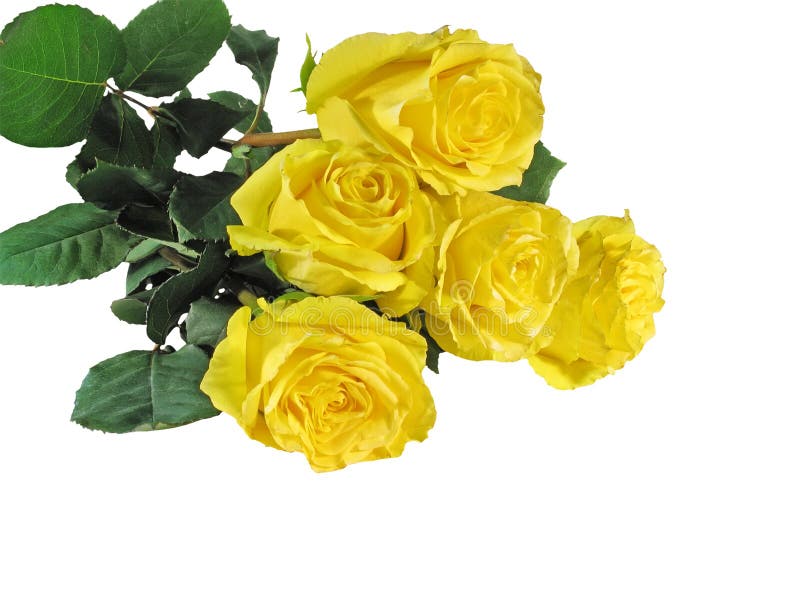 Yellow roses, isolated on a white background. Yellow roses, isolated on a white background