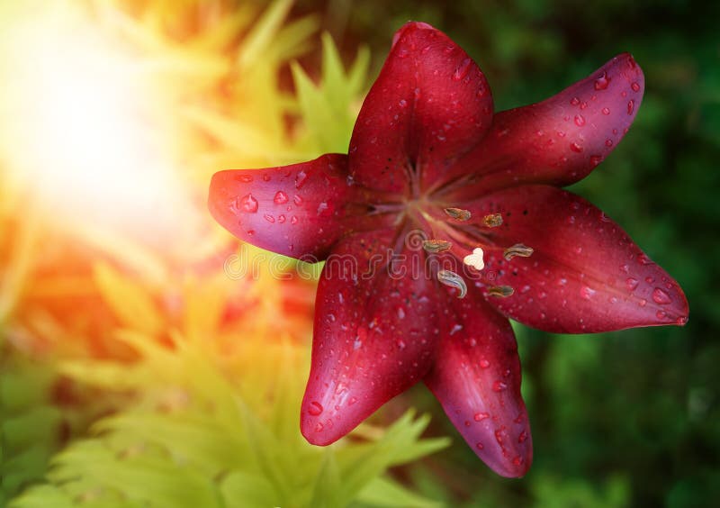 Röd blommalilja med solstrålar royaltyfria bilder