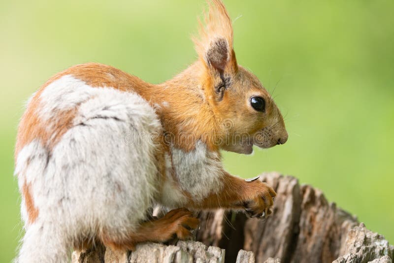 Röd bläckfisk nära. sciurus vulgaris i vilt tillstånd royaltyfria foton